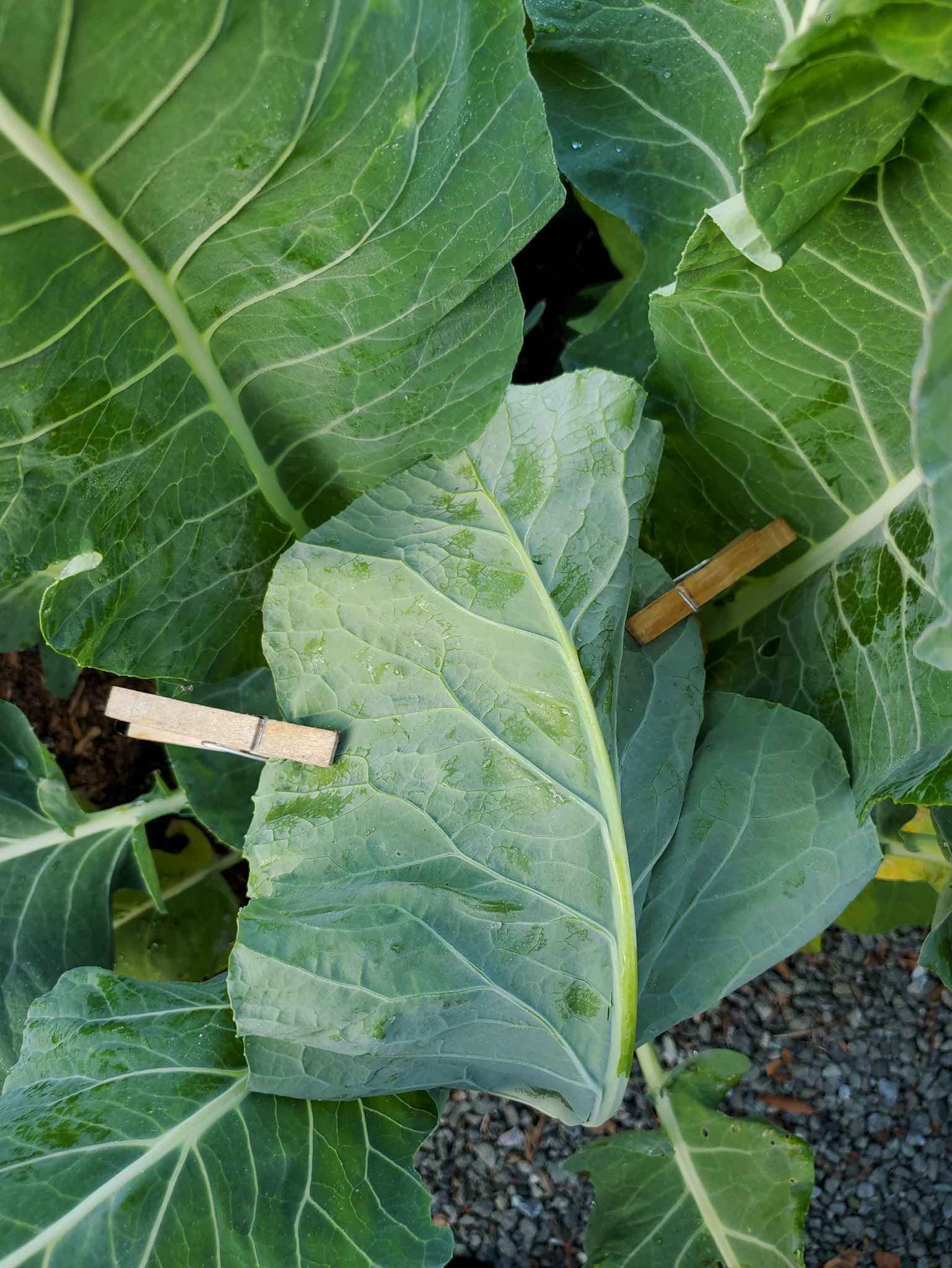 The head of a cauliflower has been covered with its own leaves and secured with clothespins to keep the head in darkness away from the sun.