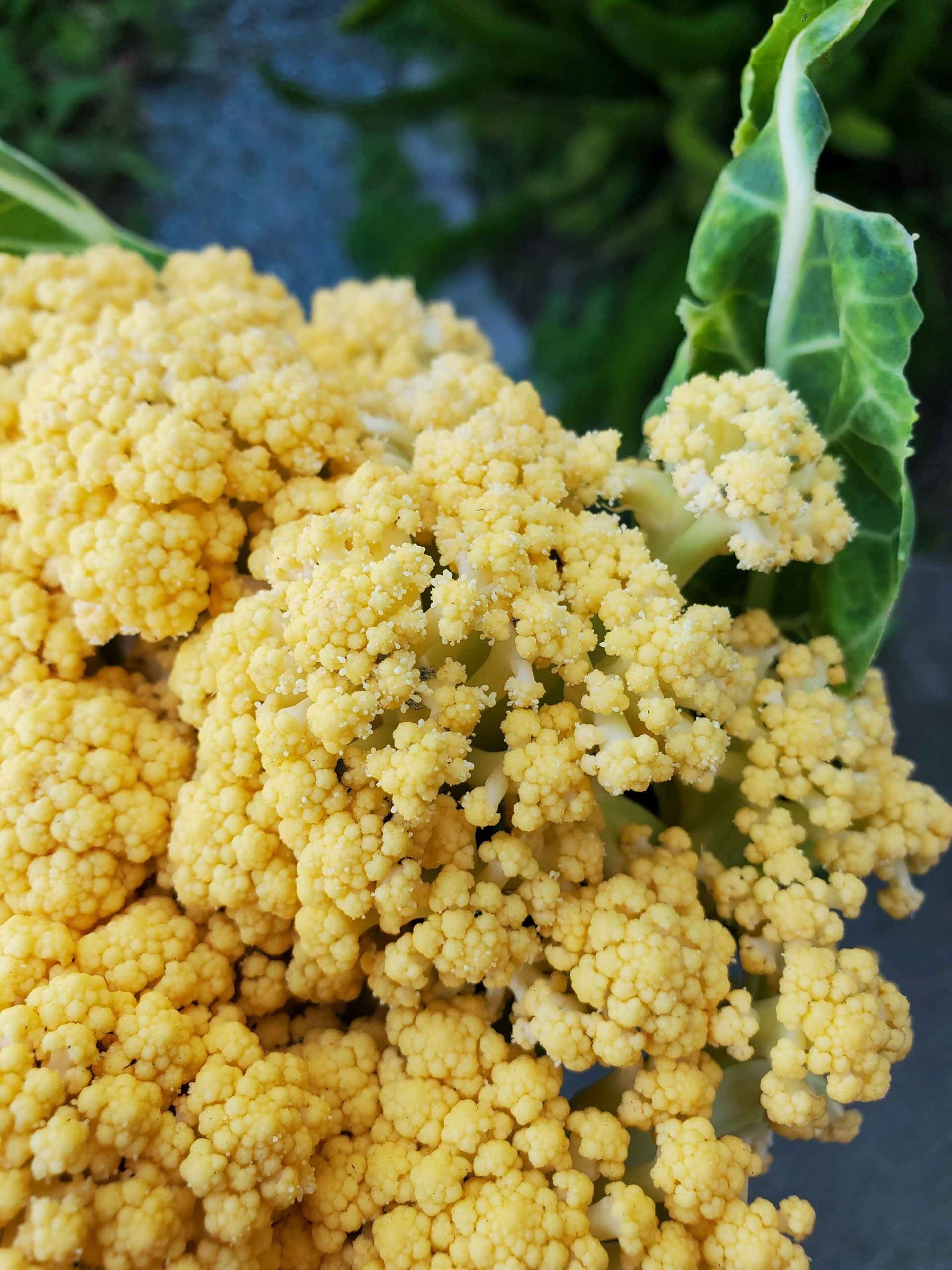 A close up image of a Cheddar variety cauliflower that has started to flower from a section of the head. The tiny white flowers stand out from the golden orange cauliflower head.