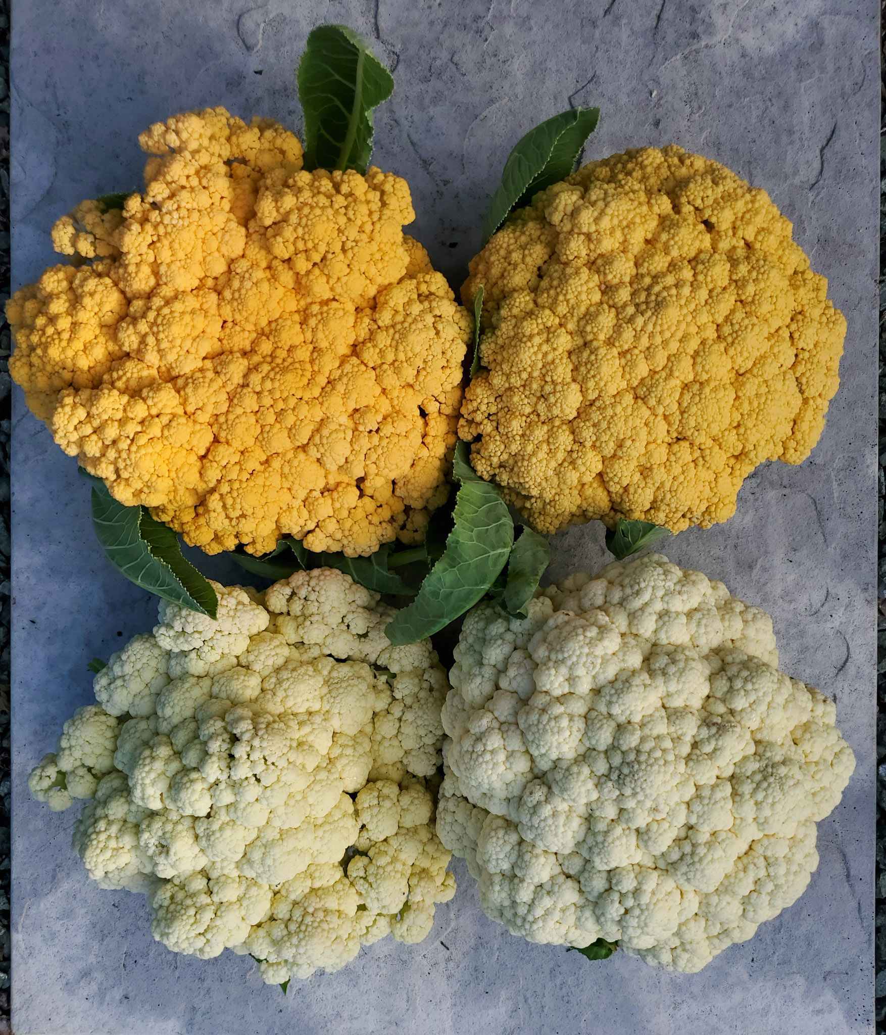 Two Cheddar variety cauliflowers are displayed above two Goodman variety cauliflower heads. The two varieties of cauliflower on the left are just past their prime time to be picked. The heads are starting to open and pull apart from the center. The other two varieties of cauliflower on the right have been harvested at the optimal time, their heads are firm and tight.