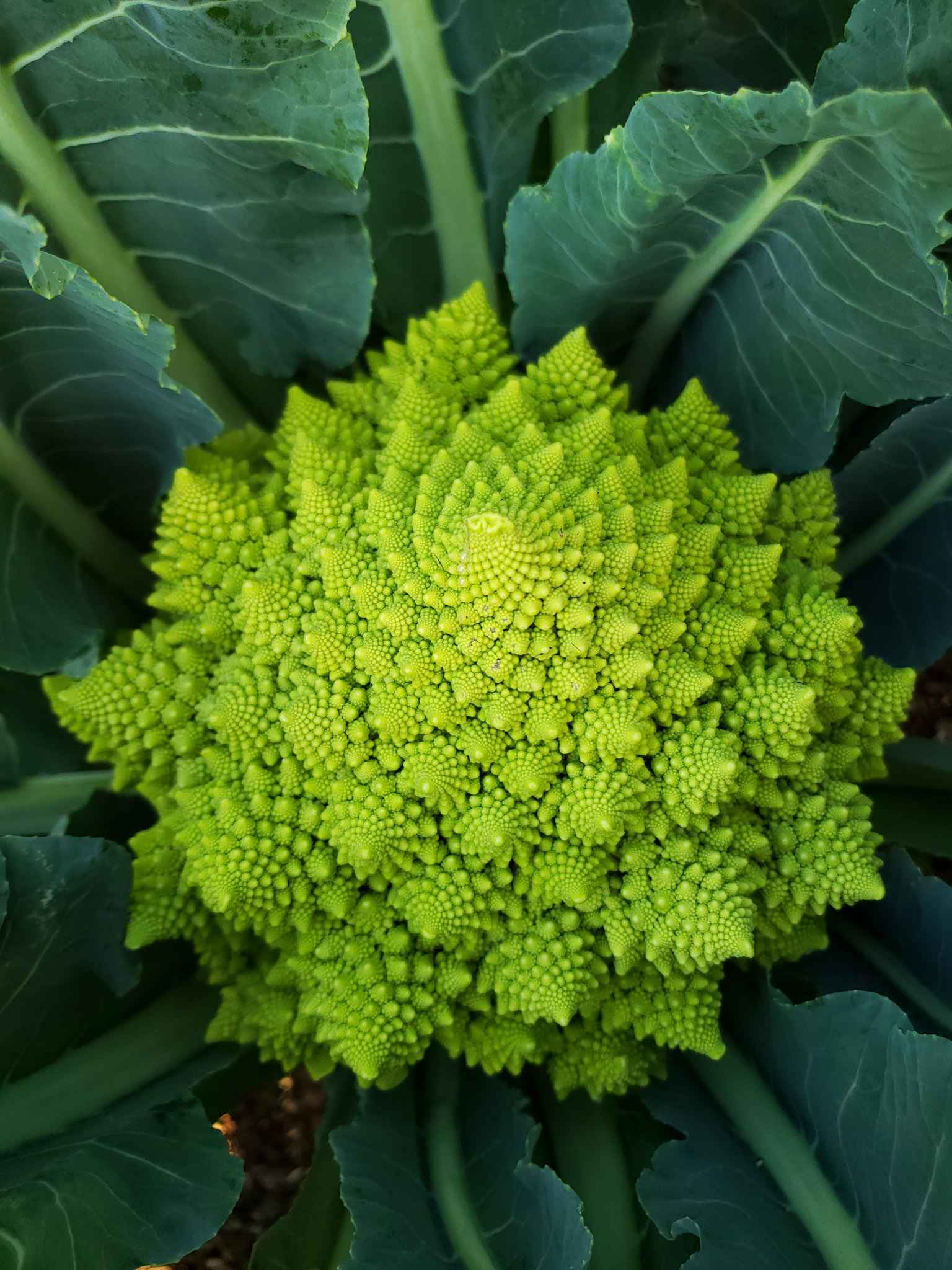 A close up of Romanesco cauliflower, its green floret spires arranged in a slight spiral. There are many varieties to choose from when on decides to grow cauliflower.