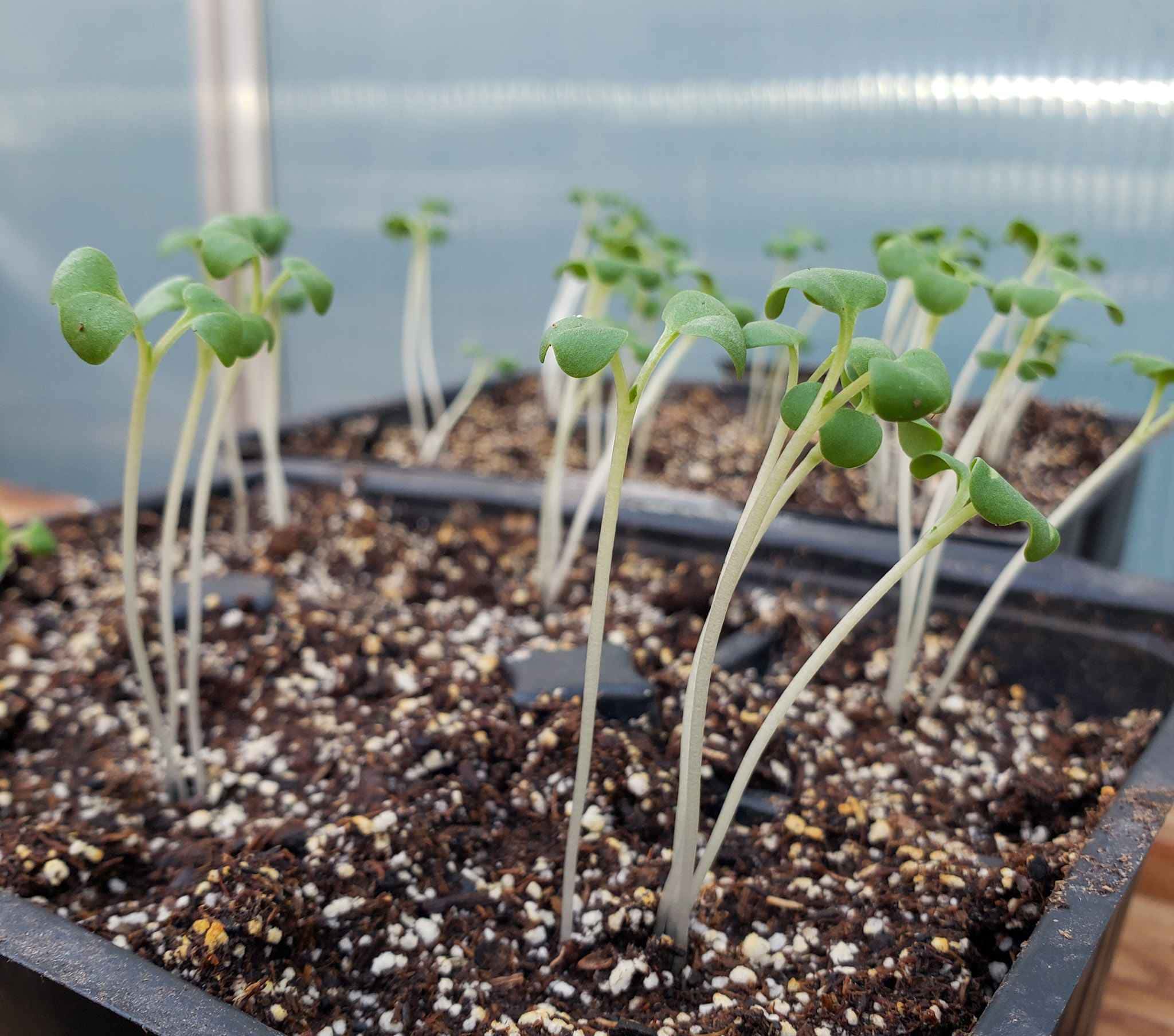 How to Prevent and Fix Leggy Seedlings Homestead and Chill