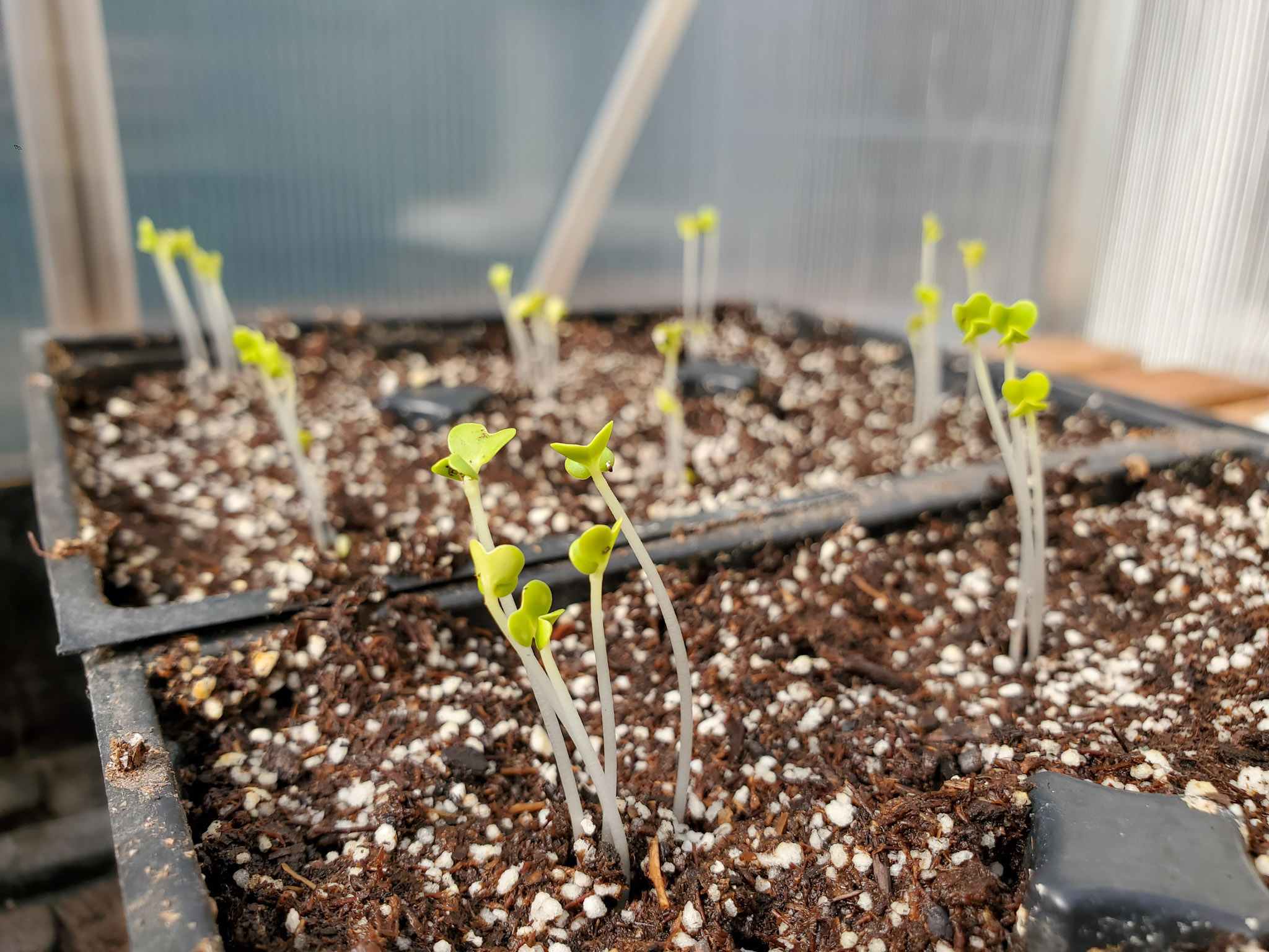 How to Prevent and Fix Leggy Seedlings Homestead and Chill