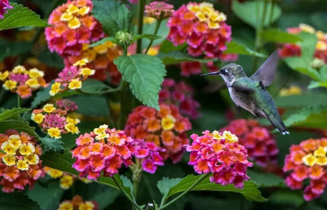 15 Best Flowers to Attract Hummingbirds (w/ photos) Homestead and Chill