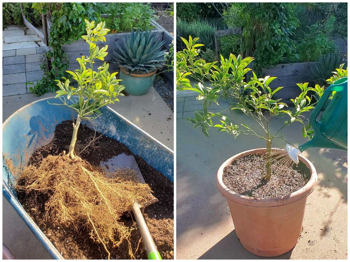 A two part image collage, the first image shows a recently uprooted small kumquat tree that is laying in a wheel barrow with soil below it. It fibrous roots are exposed with little to no dirt making up the root ball. The second image shows the kumquat after it has been transplanted into a 10 gallon plastic terra cotta color pot. A watering can is sticking into the frame from the edges of the image, watering the transplanted tree with water soluble mycorrhizae.