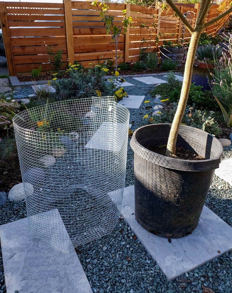 How to Make a Homemade Gopher Basket for Trees Homestead and Chill