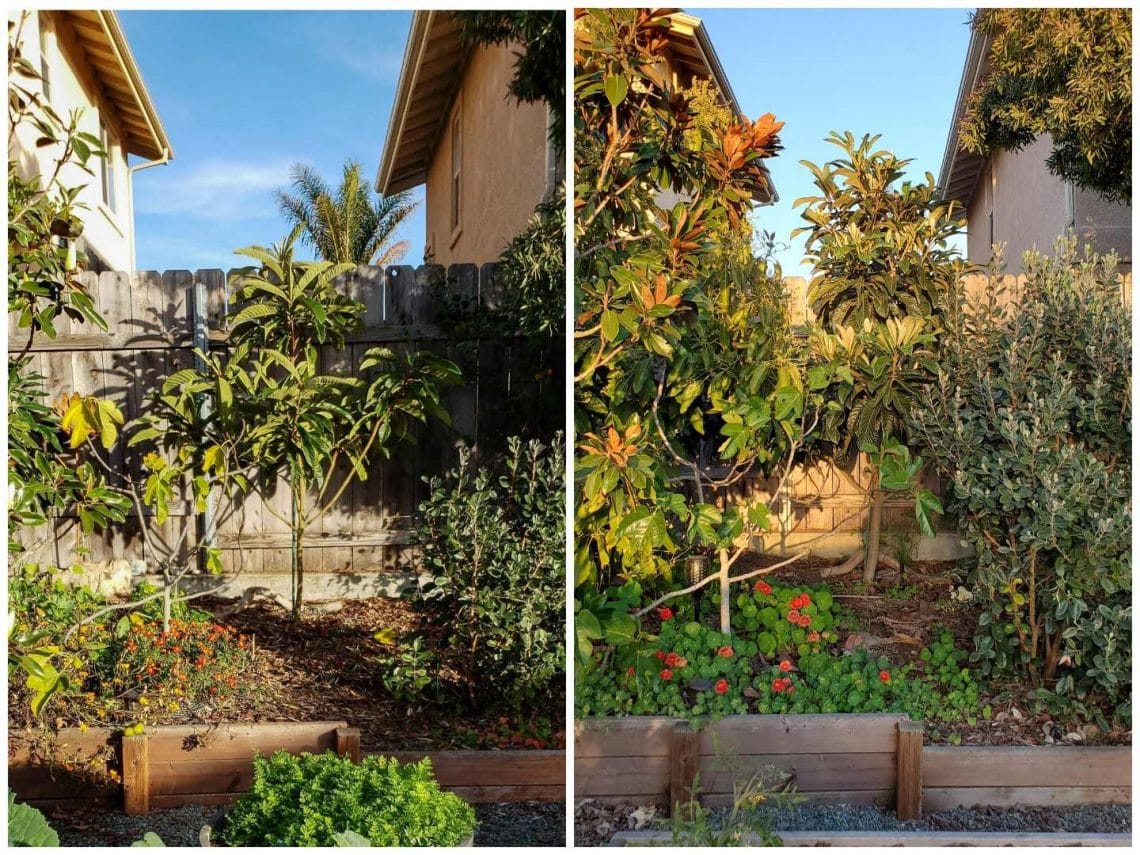 How to Make a Homemade Gopher Basket for Trees Homestead and Chill