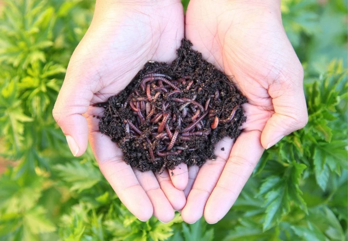Two cupped hands are held outwards with a pile or compost worms and castings being held within.