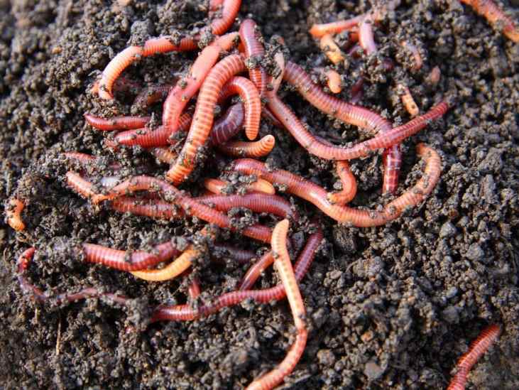 Rote Wriggler Kompostwürmer sind in einem kleinen Klumpen, der sich auf einigen Gussteilen windet.