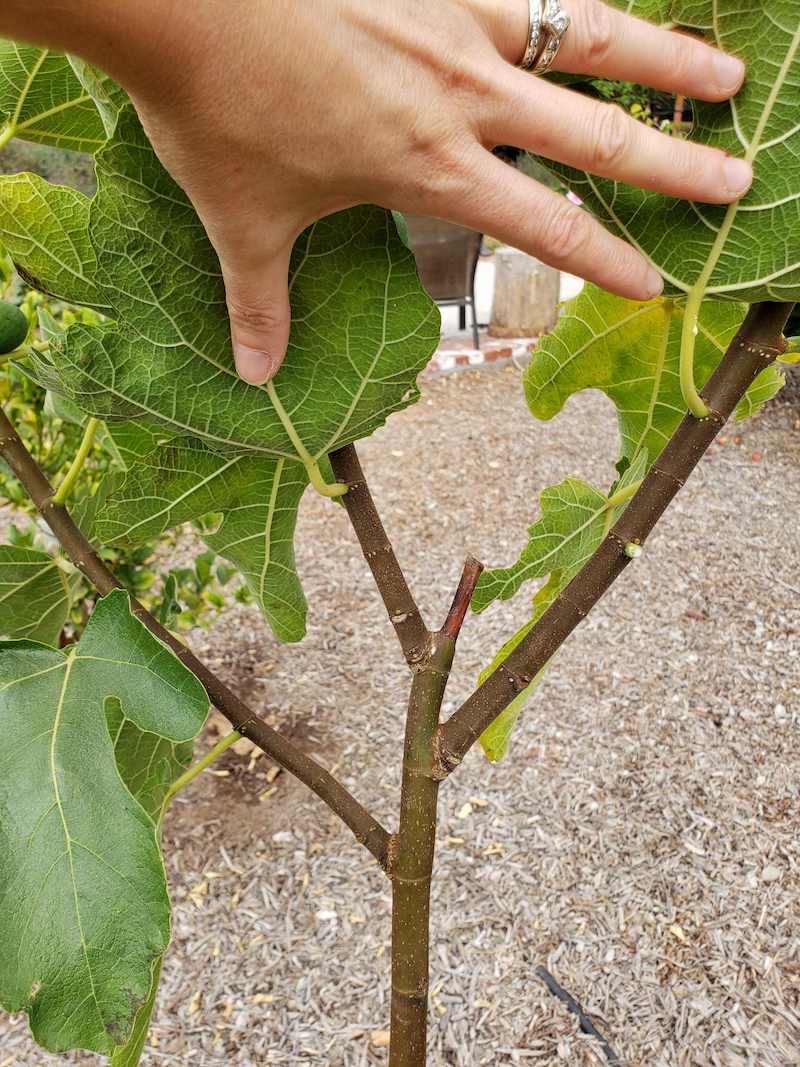 A close up image of the top of a young fig tree that has been pruned into a “Y” shape by cutting the main stem above a node. Grow fig trees in various shapes to fit your needs and yard space.