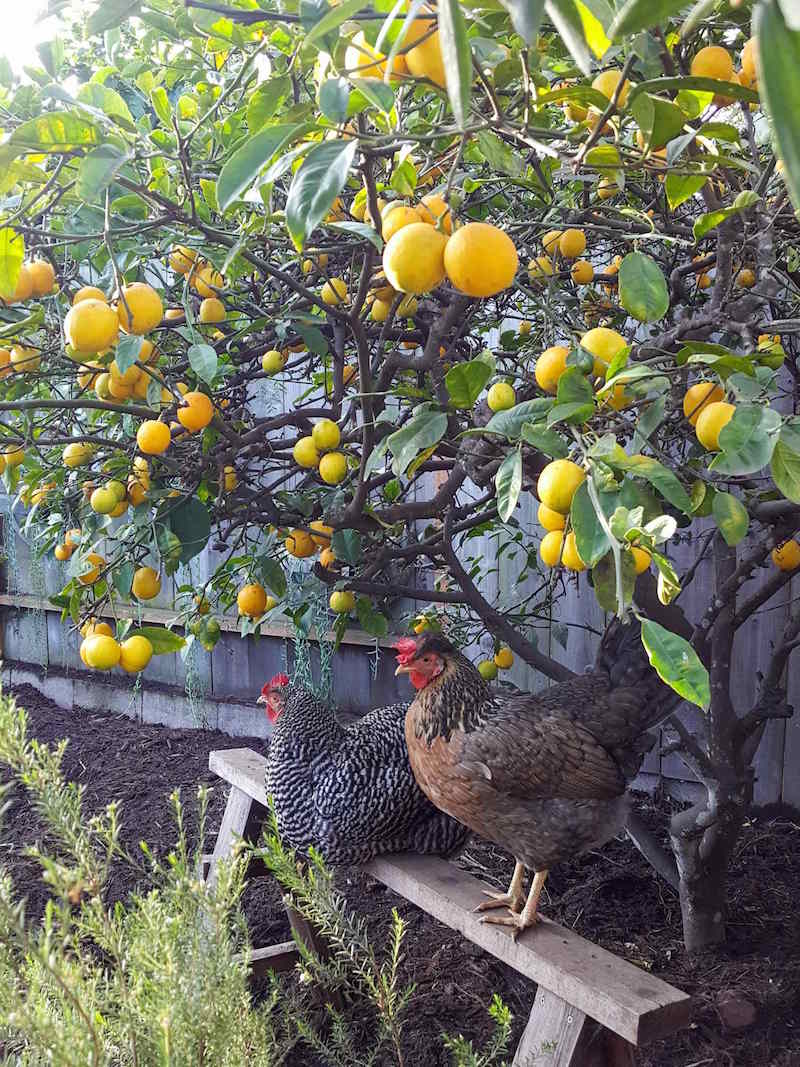 The understory of a lemon tree is shown, it is loaded with dark golden fruit. Below the tree is a wooden sawhorse and two chickens are resting peacefully on it.
