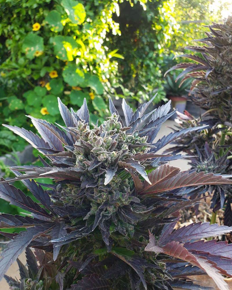 A closeup photo of a small cannabis auto flowering plant. The leaves and flowers are a dark purple and it is quite catching to the eye.