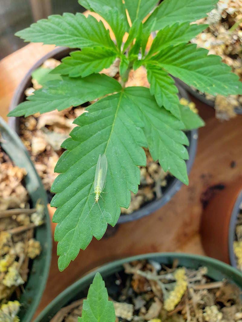 A closeup photo of a young cannabis plant that has a green lacewing on one of its leaves. Green lacewings are a beneficial insect for organic cannabis pest control.
