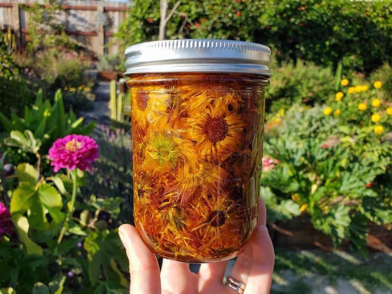 A hand is holding a pint mason jar that is full of calendula flowers that are submerged in jojoba oil. The sun is shining on the jar which shows the flowers looking strangely beautiful submerged in the oil. The background is a front yard garden with various flowering perennials, shrubs, and trees.