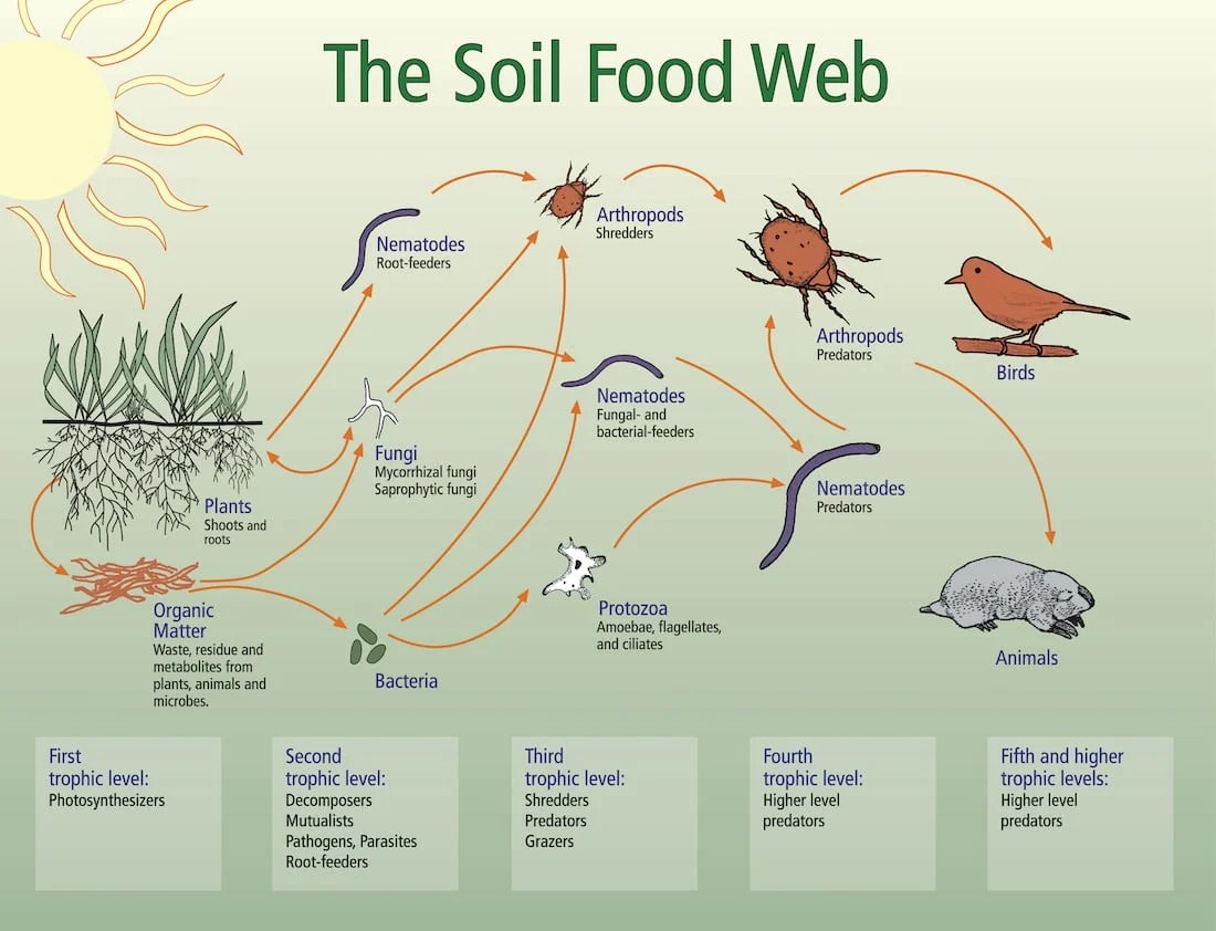 A graphic of the soil food web illustrating how organic matter, bacteria, fungi, nematodes, protozoa, anthropods, birds, and animals interact with each other to form a symbiotic relationship.