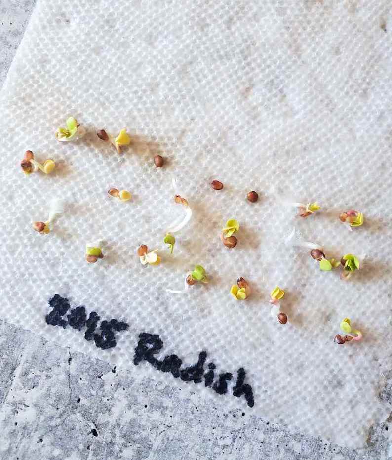 A close up of a paper towel with about a dozen small seeds and tiny sprouts sitting on the towel, labelled &ldquo;2015 Radish&rdquo;. The results of a germination test to test old radish seed viability. Only 3 of the dozen seeds shown didn&rsquo;t sprout.