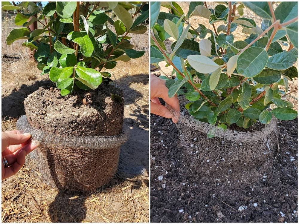 A tow way image collage, the first image shows a feijoa plant sitting on top of soil inside of a 5 gallon gopher cage. The next image shows the feijoa after while it has been planted halfway, the soil only coming up to the top half of the rootball to show how the cage covers the entire root ball. More soil will be added to complete bury the root ball. Feijoa is a great, edible, gopher resistant plant to grow.
