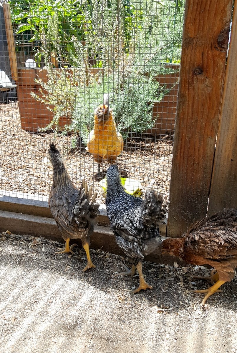 Three smaller pullets are inside an enclosed run made out of 2x6 wood and hardware cloth, the birds are looking through the fencing at a larger chicken just outside who is watching them closely.
