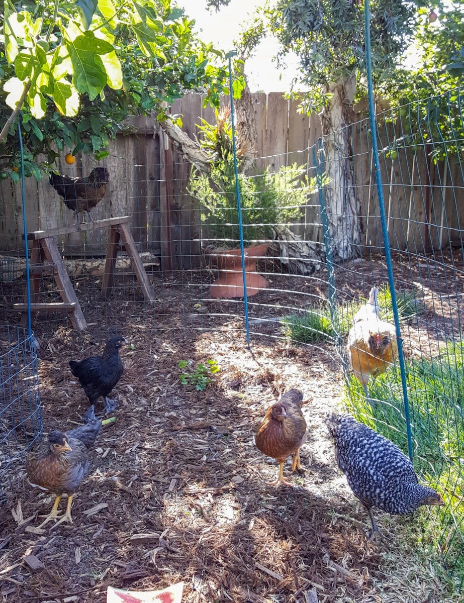 Four young pullets are in an enclosed space that has green wire fencing separating them from two larger chickens just outside the fencing.