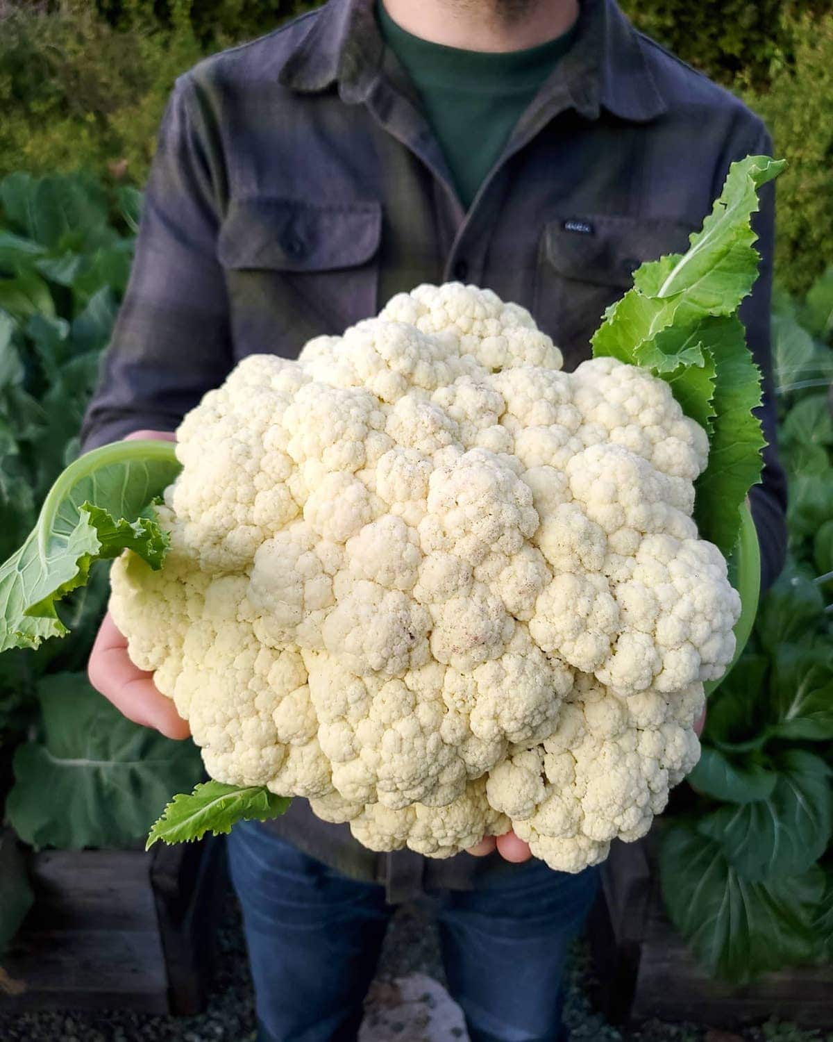 A man has his arms outstretched holding a large head of homegrown white cauliflower that has just been harvested.