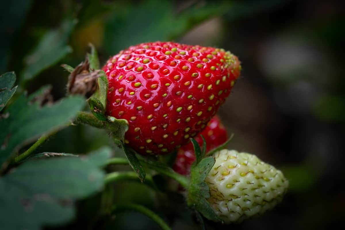 Are Strawberries Perennials? Do Strawberries Come Back Every Year?