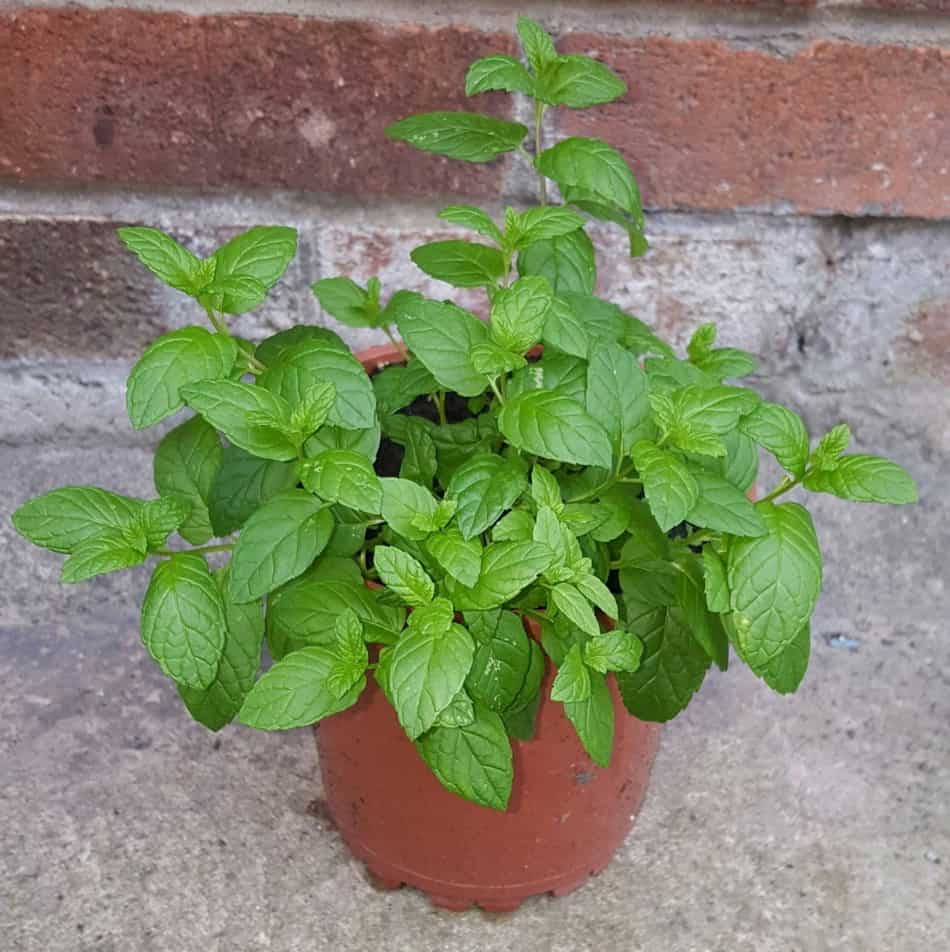 How to Grow Mint from Cuttings (Step by Step Guide) Homestead Crowd