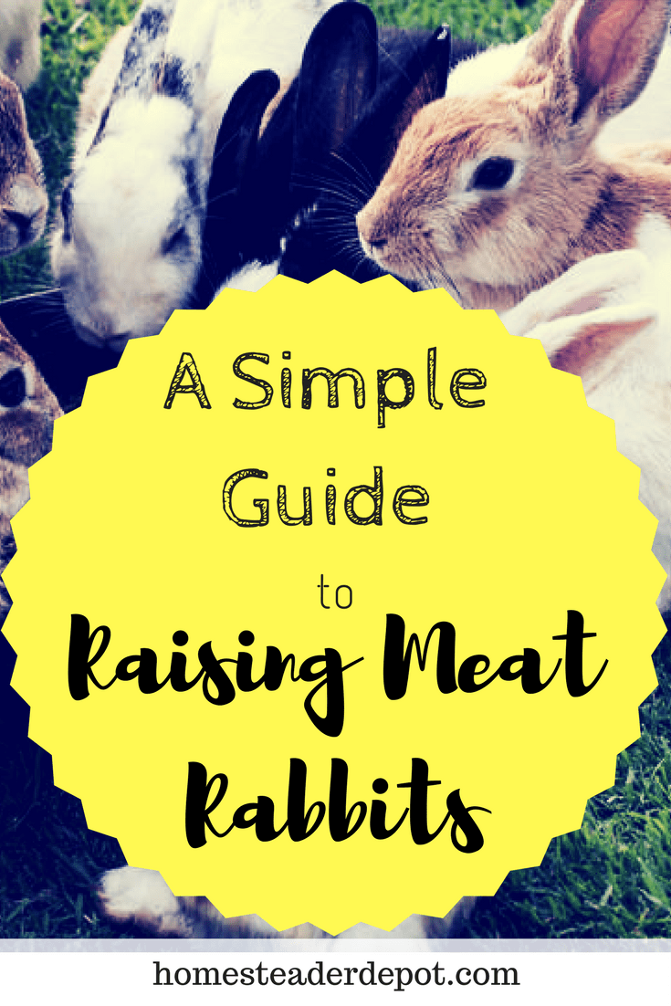 A Simple Guide to Raising Meat Rabbits My Survival Home