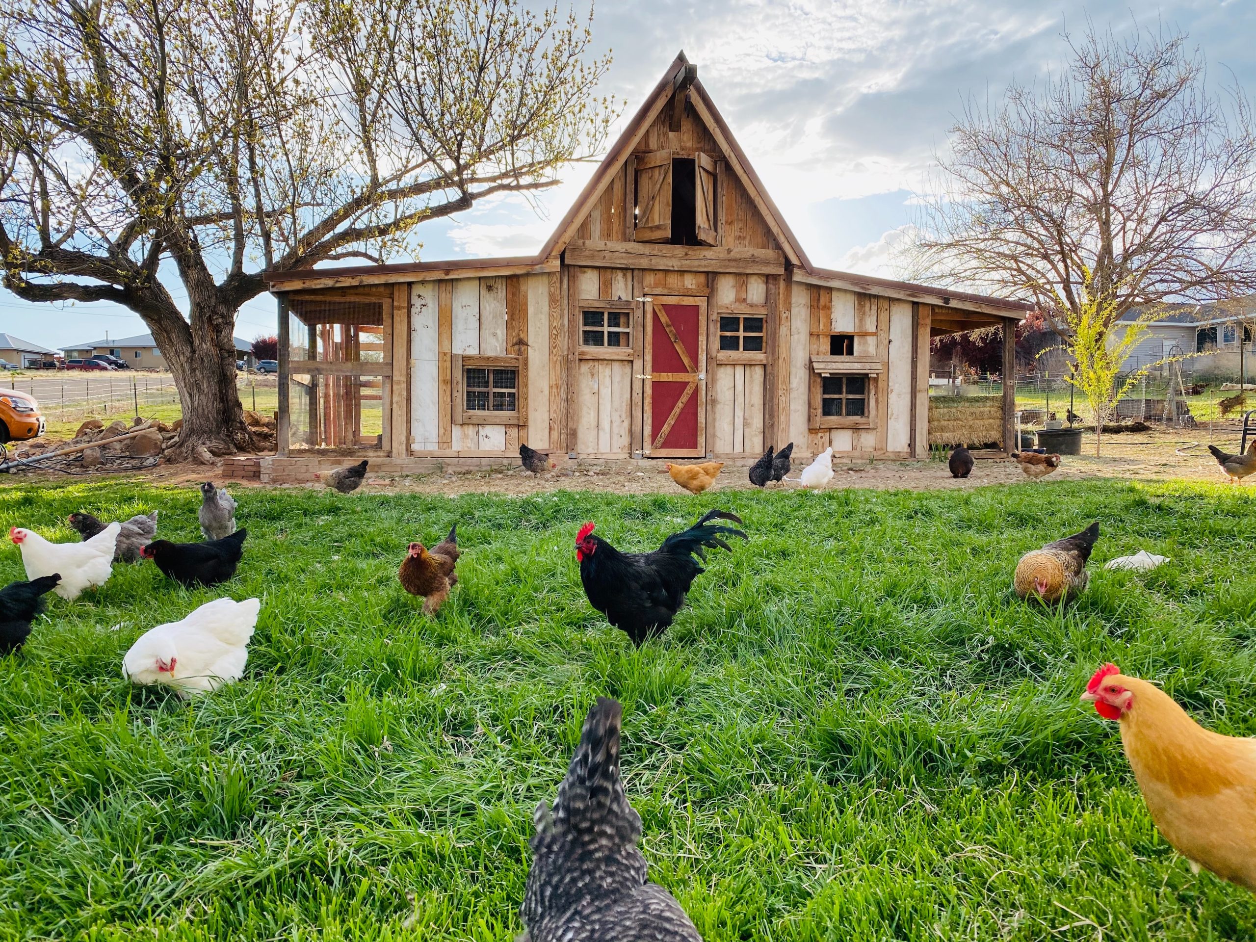 CardboardBeddingforChickenCoop1 Homesteaders of America