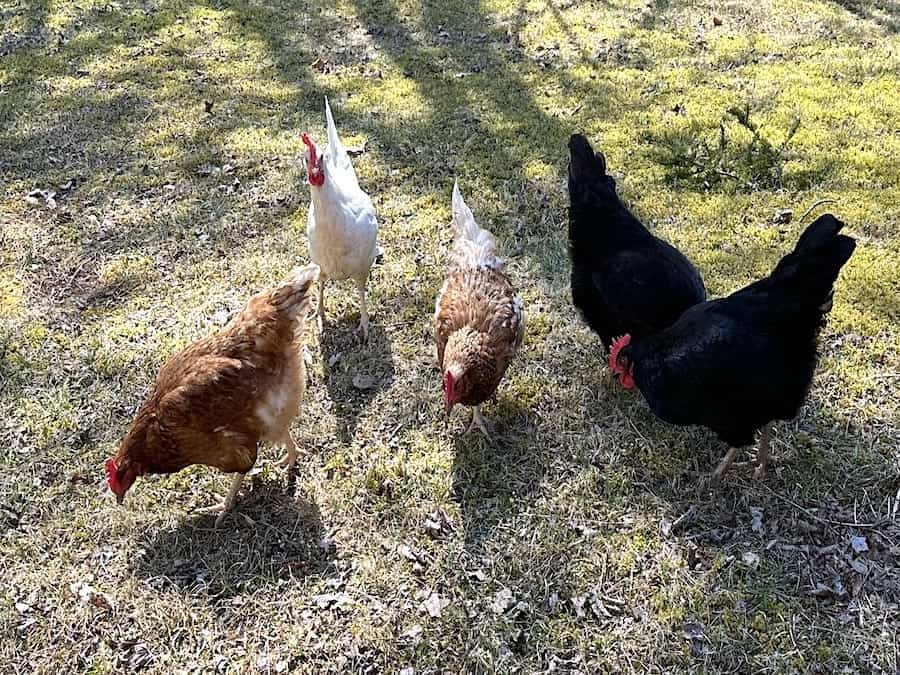 How Many Chickens Should You Have?