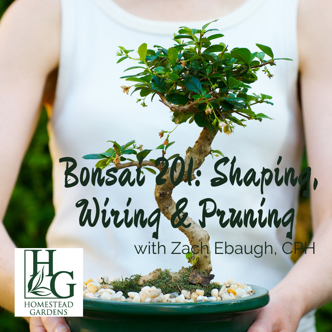 Bonsai 201 Shaping, Wiring and Pruning Homestead Gardens, Inc.