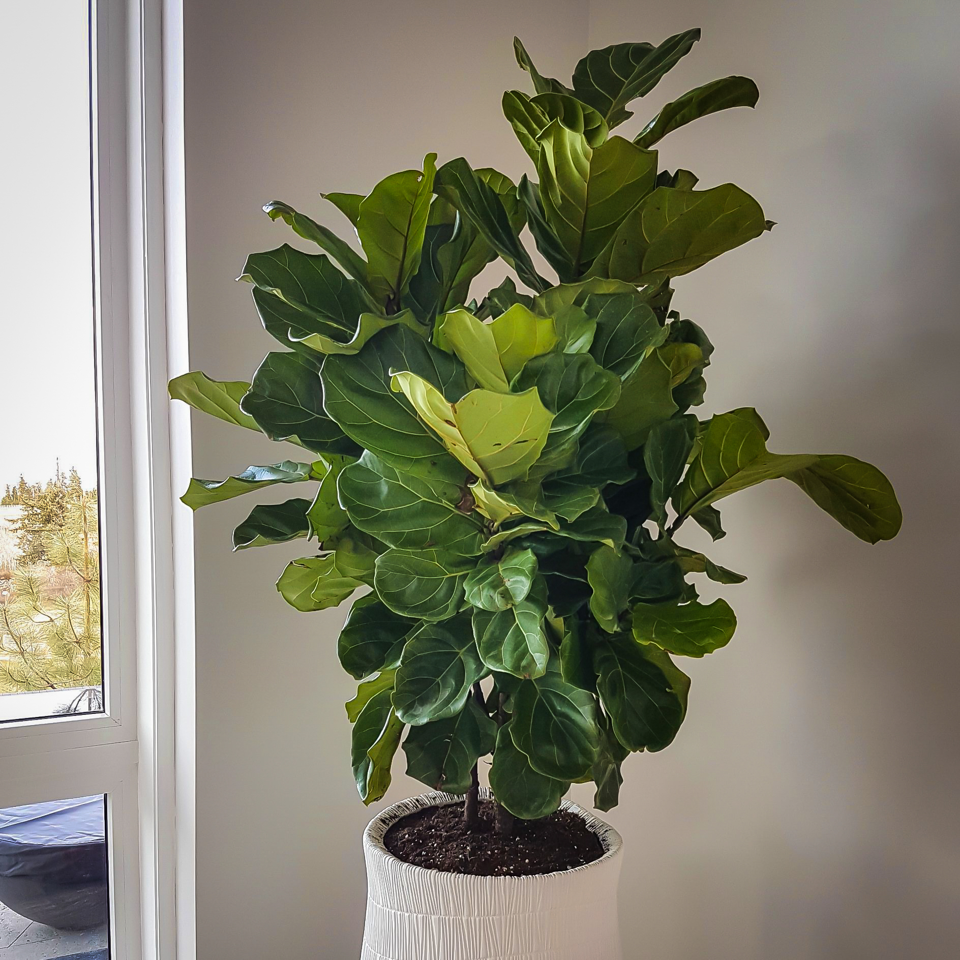 Fun with Ficus Fiddle Leaf Fig Homestead Gardens, Inc.