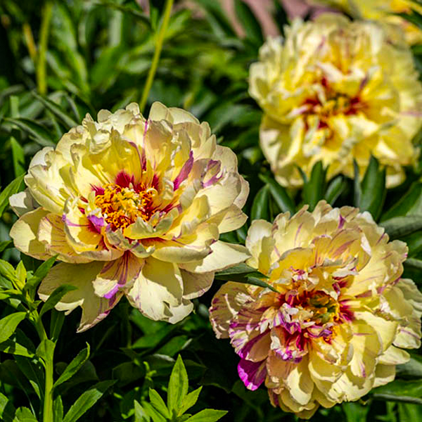 Paeonia Homestead Gardens, Inc.