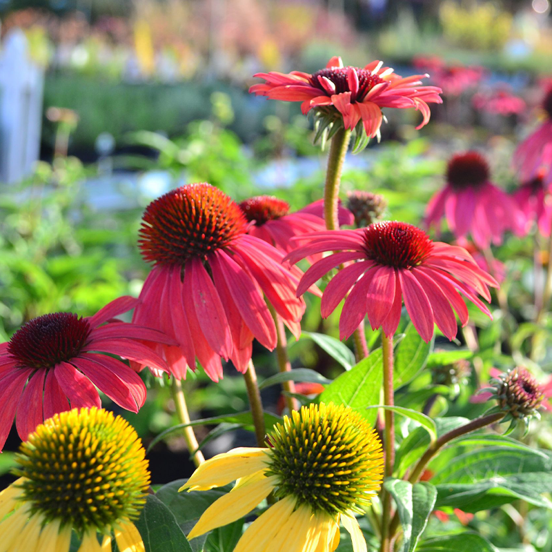 Perennials Homestead Gardens in Davidsonville & Severna Park, MD