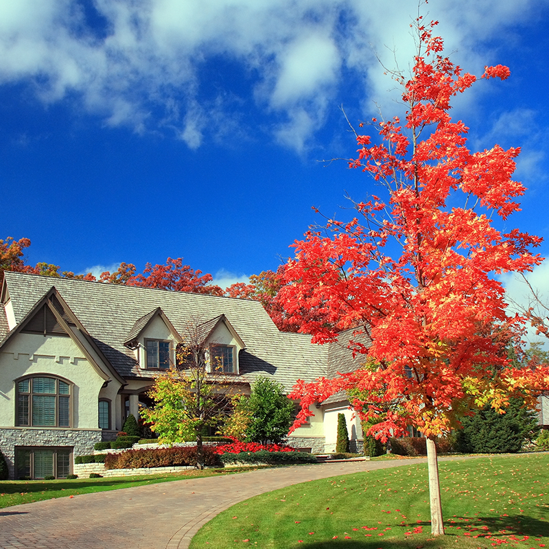 Trees & Shrubs at Homestead Gardens