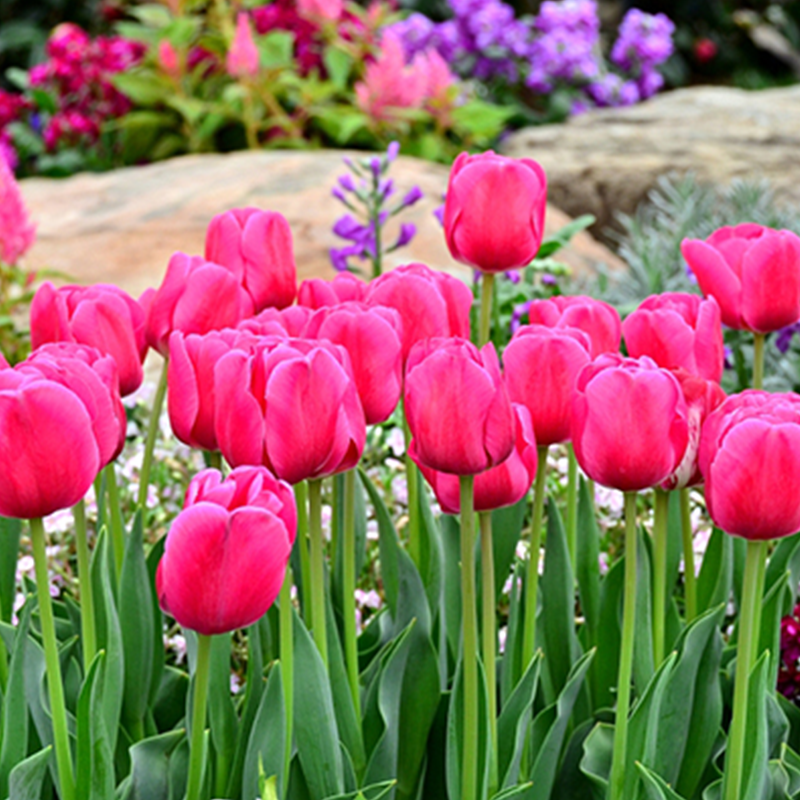 Bulbs and Seeds at Homestead Gardens