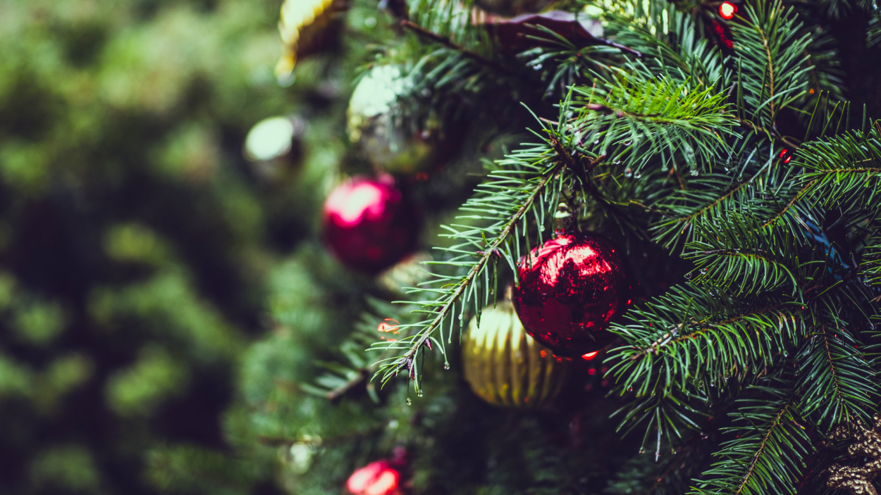 christmas tree Homestead Gardens, Inc.