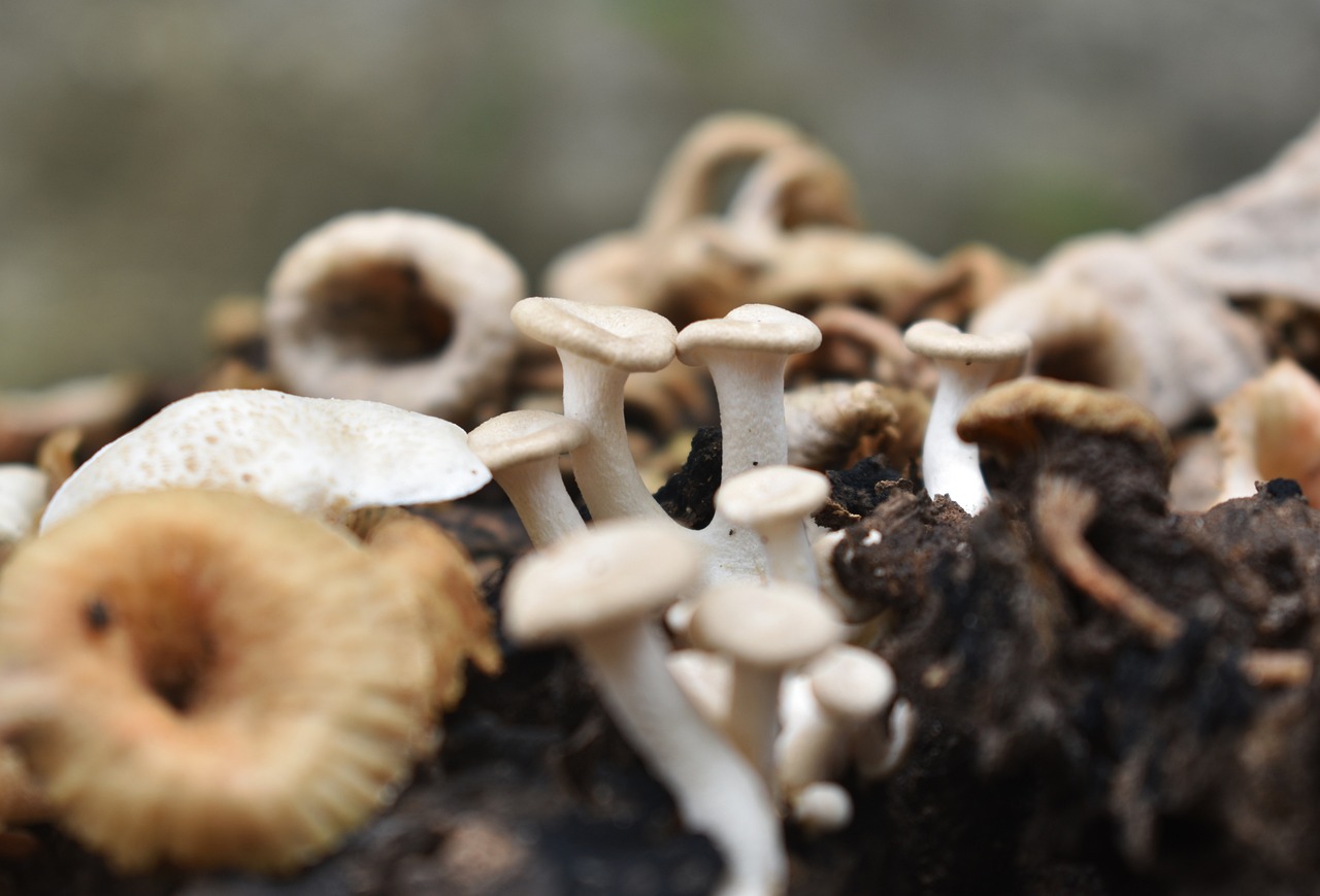 How to Get Rid of Mushrooms Growing in Your Mulch The Homestead Hangout
