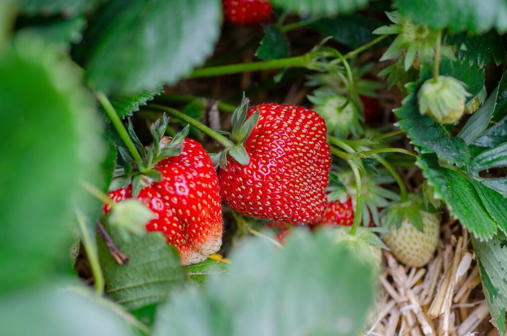 The Best Mulch for Strawberries Straw or Wood Chips? The Homestead