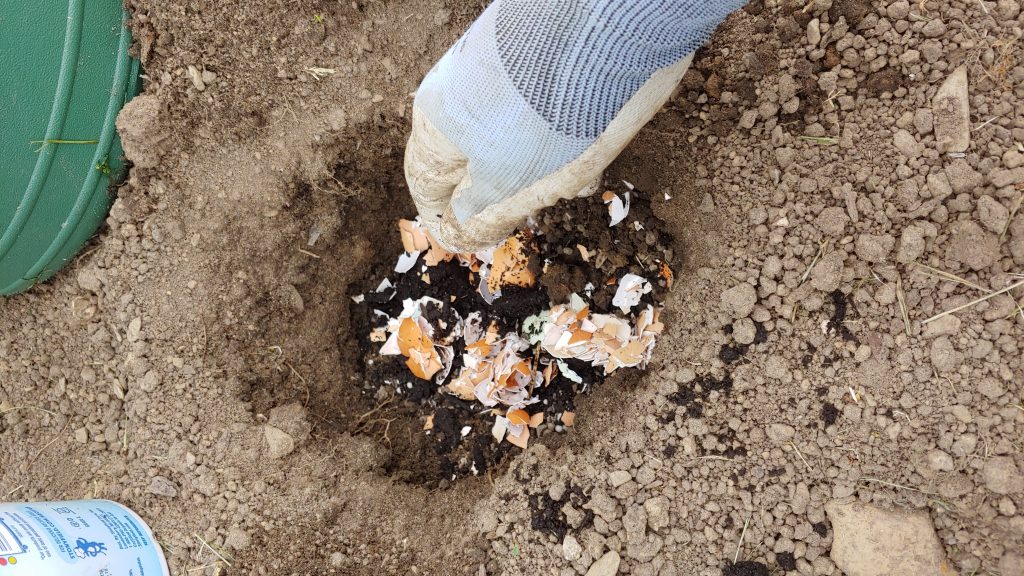 adding eggshells when planting tomatoes