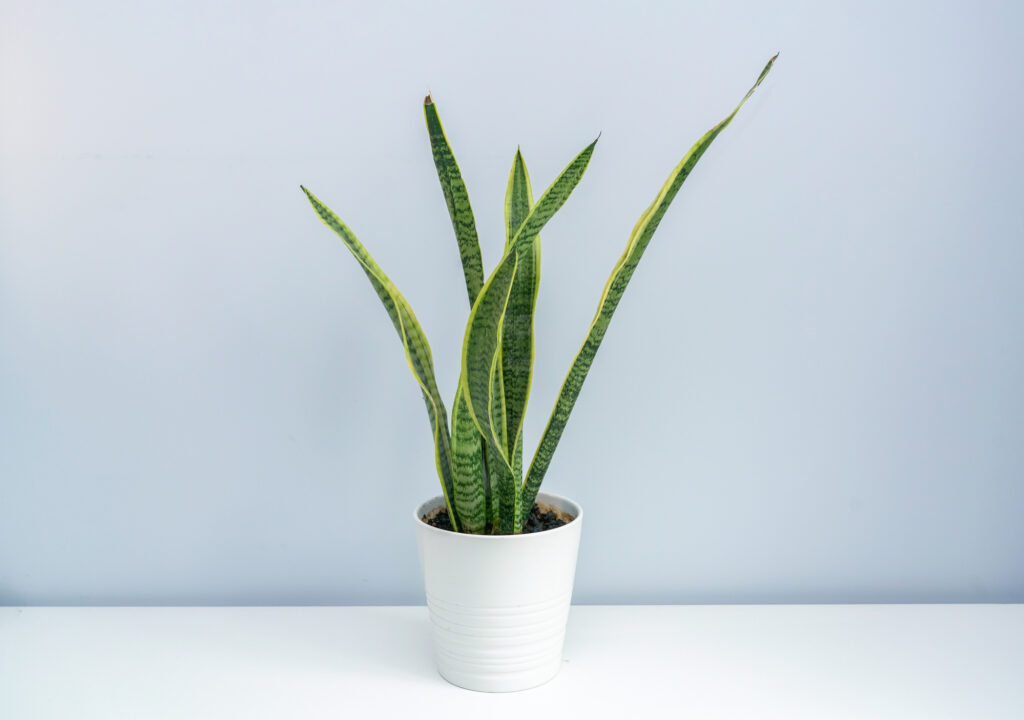 snake plant