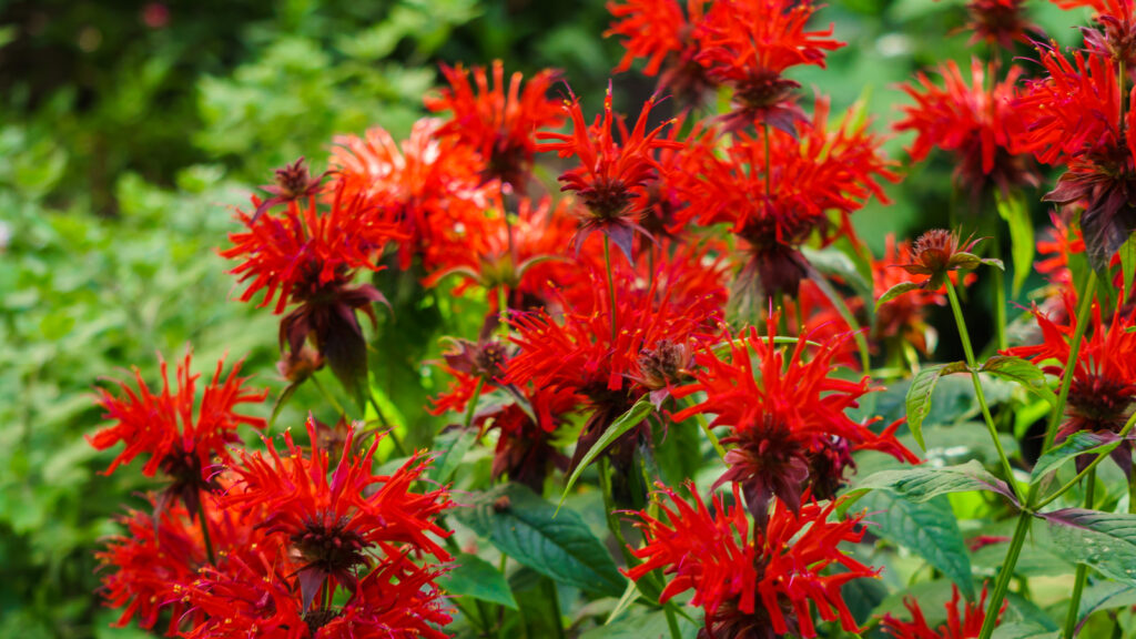 Tall red flowers of Monard bee balm in the summer garden