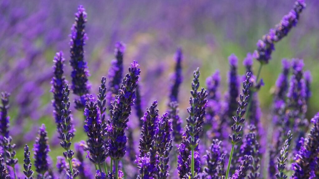 lavender in field