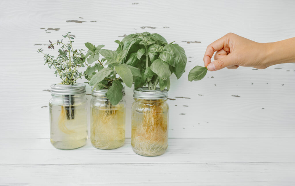 Herb harvest at home while cooking. Woman picking fresh basil leaf from growing herbs plants in hydroponic kratky jars system. Edible plant leaves. Basil, mint, thyme.