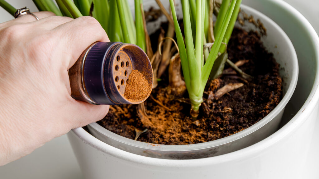 cinnamon on houseplant