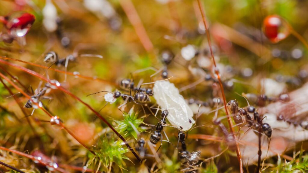 ants in garden