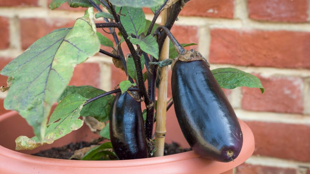 eggplant in container