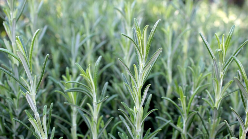 rosemary plant