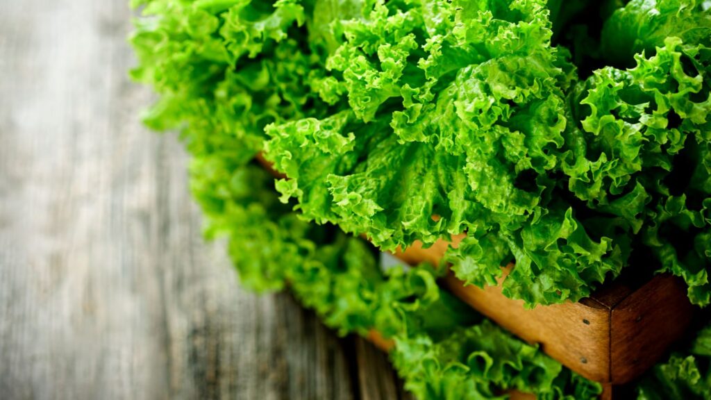 lettuce