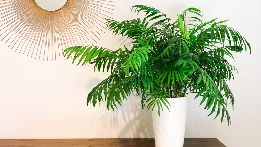 Decorative round mirror and parlor palm plant on a dresser. Modern home decor.