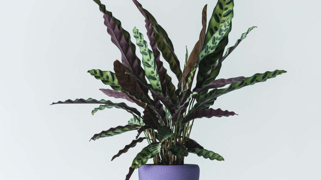 Calathea