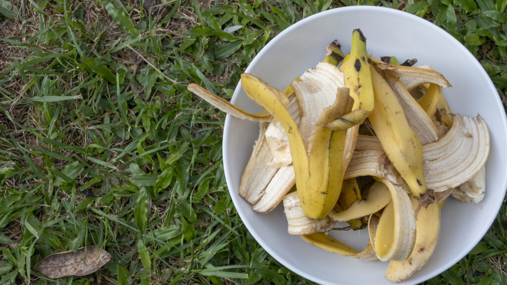 A Close up view of a white round plate with bananna peals piled into it on the green grass